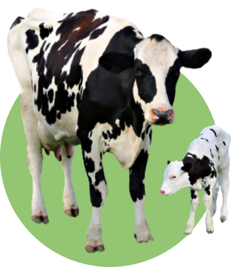 牛の親子の写真